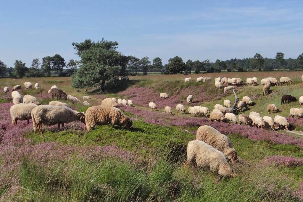 4-6 Persoons Vakantiewoning Met Eigen Tuin Villa Bakkeveen Buitenkant foto